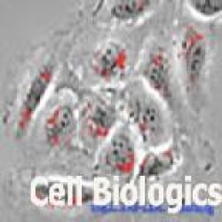 Canine Cells (91)